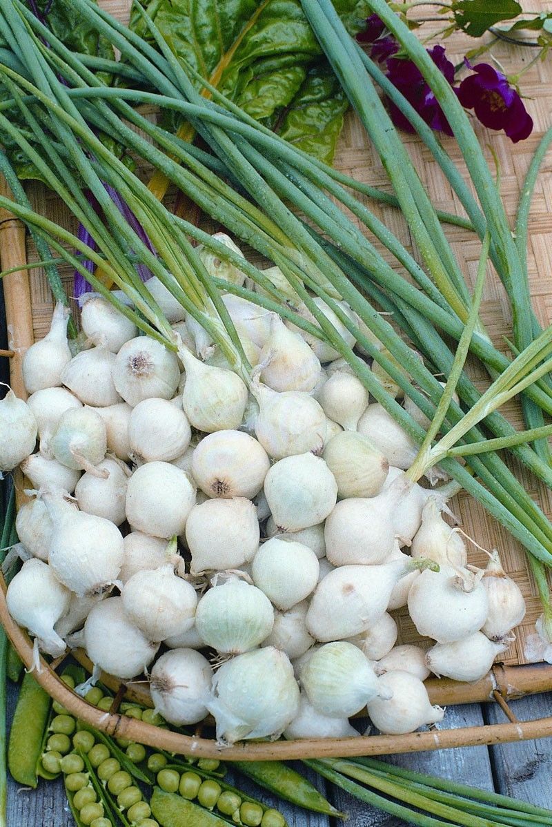 Onion Pickling Paris Silverskin Vegetables Onion Premier Seeds