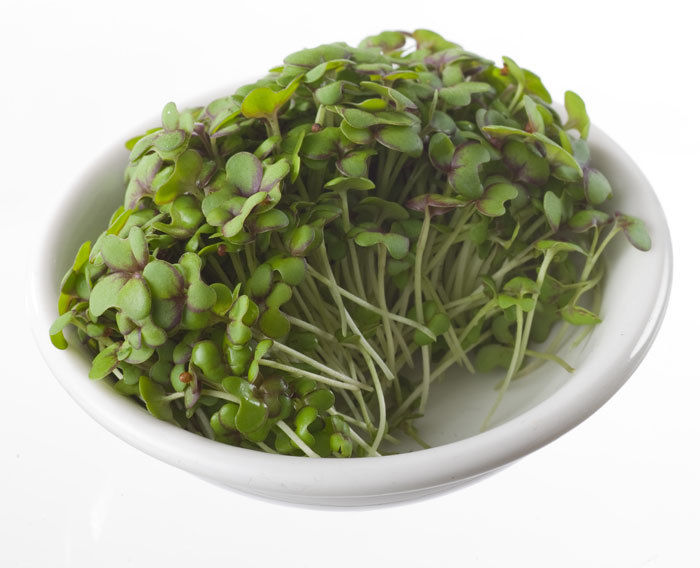 Sprouting White Mustard Organic Organic Seeds Sprouting Seeds Premier Seeds Direct Ltd.
