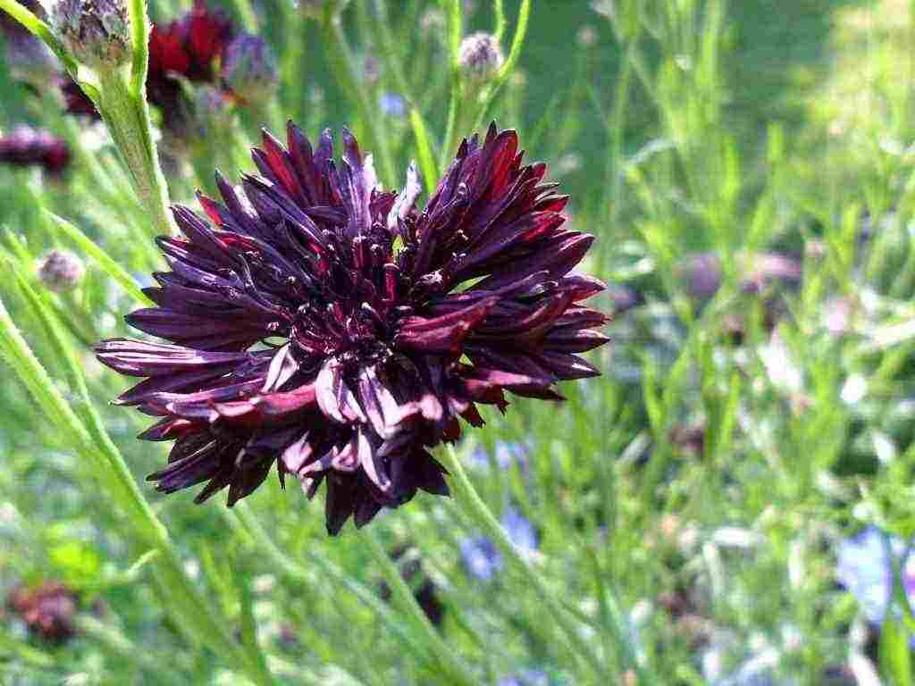 Cornflower Black Ball Flowers Premier Seeds Direct ltd