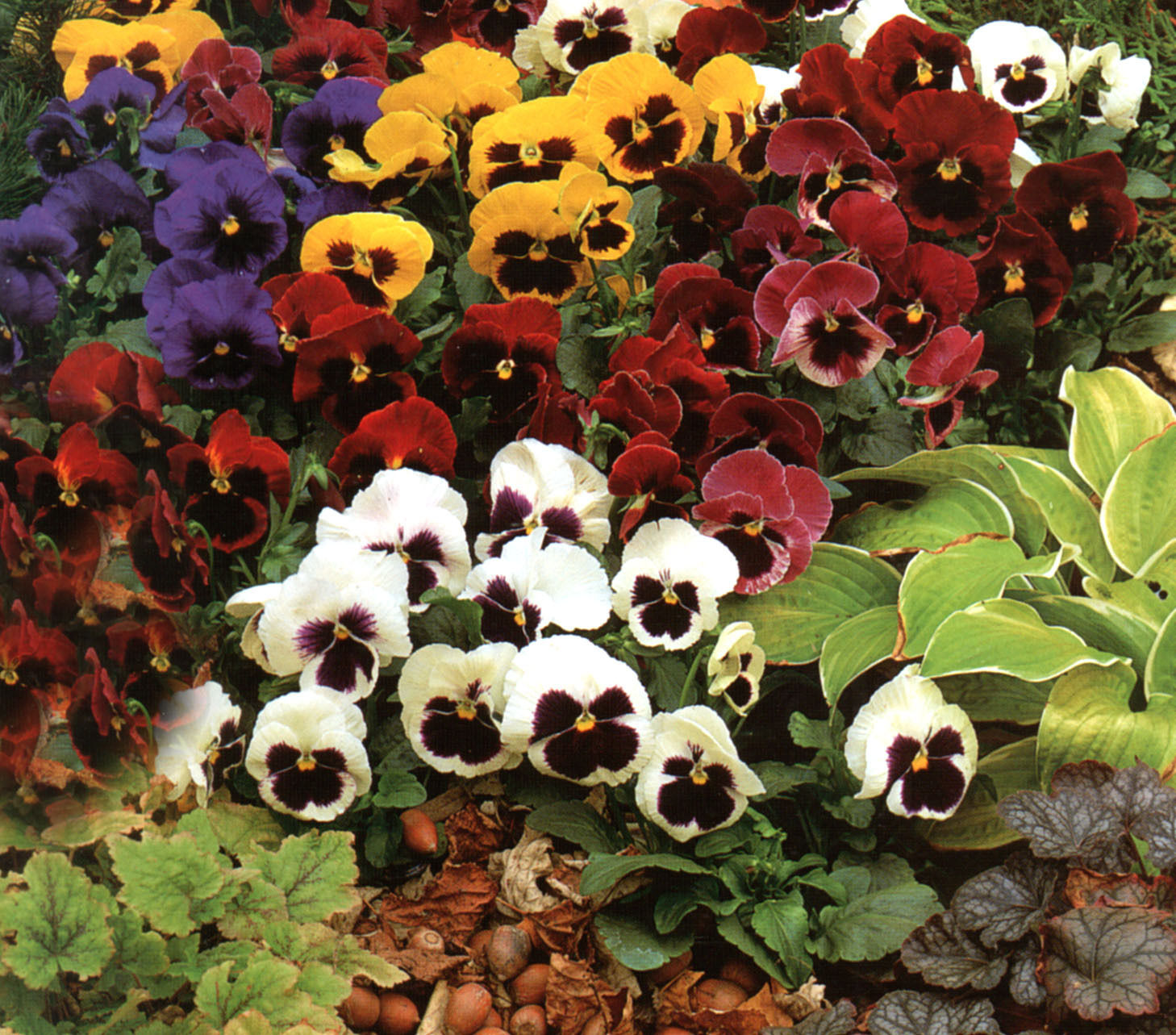 PREMIER SEEDS DIRECT - Pansy - Giant Swiss Mixed - 1300 Finest Seeds