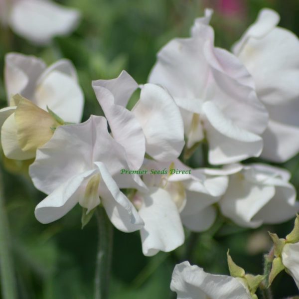 Sweet Pea Dwarf Cupid White Flowers Premier Seeds Direct ltd