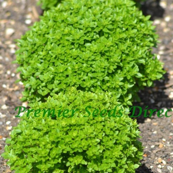 Herb Basil Dwarf Greek Herb Basil Premier Seeds Direct ltd
