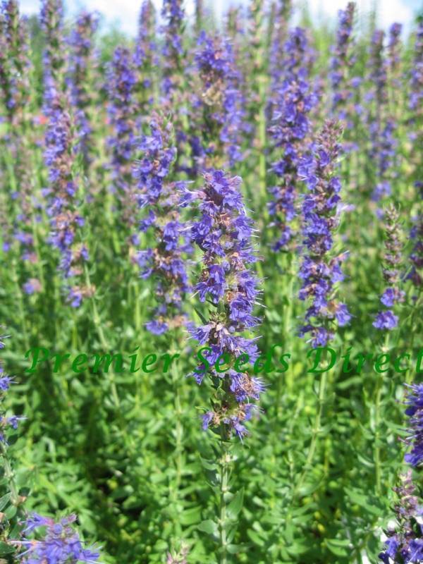 Herbs Hyssop | Herbs | Premier Seeds Direct ltd