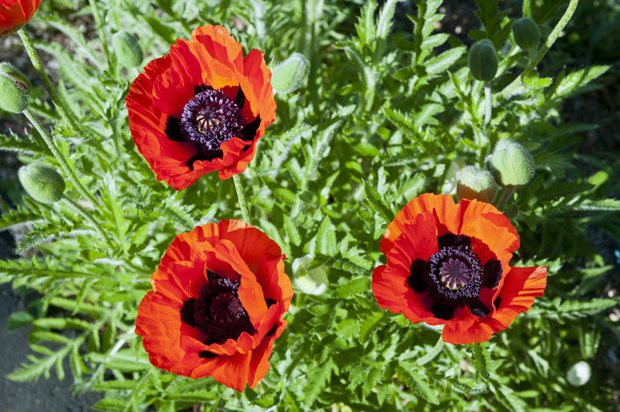 Oriental Perennial Poppy Scarlet Poppy Premier Seeds Direct ltd