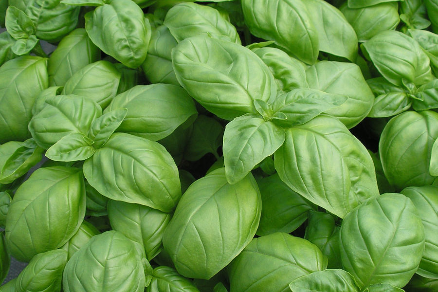 Herb Basil Genovese Herbs Premier Seeds Direct ltd