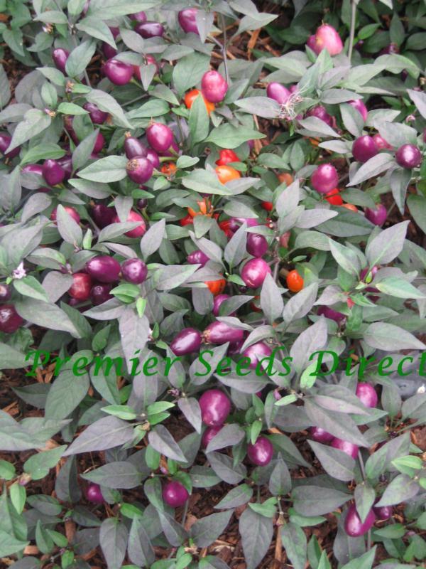 Hot Chilli Pepper Filius Blue Pepper Hot Premier Seeds Direct ltd