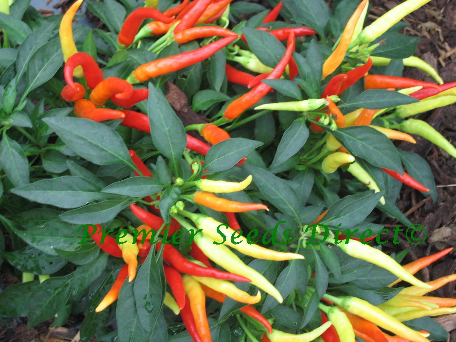 Hot Chilli Pepper Patio Fire Pepper Hot Premier Seeds Direct ltd