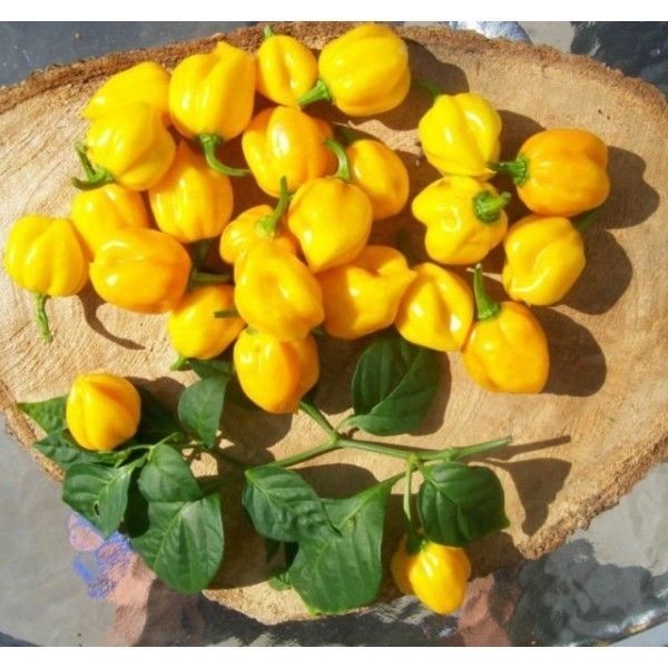 Hot Chilli Pepper Scotch Yellow Pepper Hot Premier Seeds Direct ltd