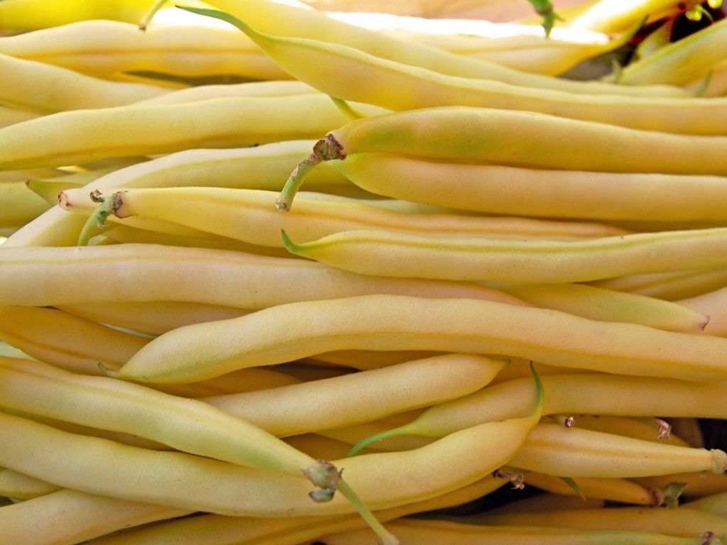 Climbing Yellow Bean Kentucky Wonder Wax Bean Premier Seeds Direct ltd