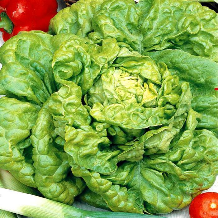 Lettuce All Year Round Lettuce Premier Seeds Direct ltd