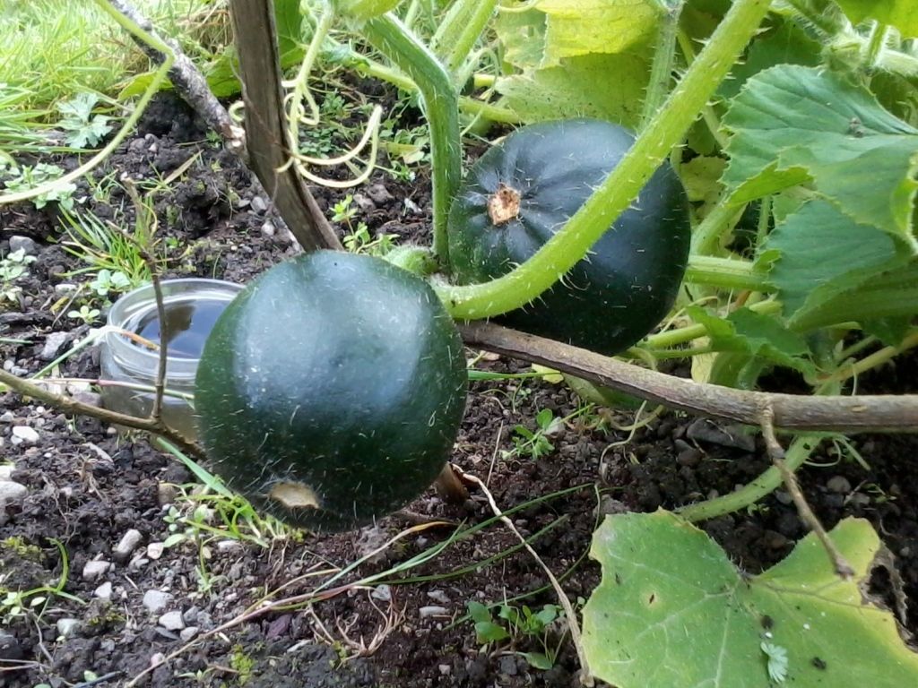 How Much Does A Bushel Of Acorn Squash Weigh