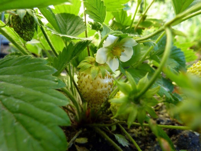 Strawberry Alpine Yellow Wonder Strawberry Premier Seeds Direct ltd