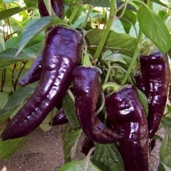 Sweet Pepper Marconi Purple Pepper Sweet Premier Seeds Direct ltd
