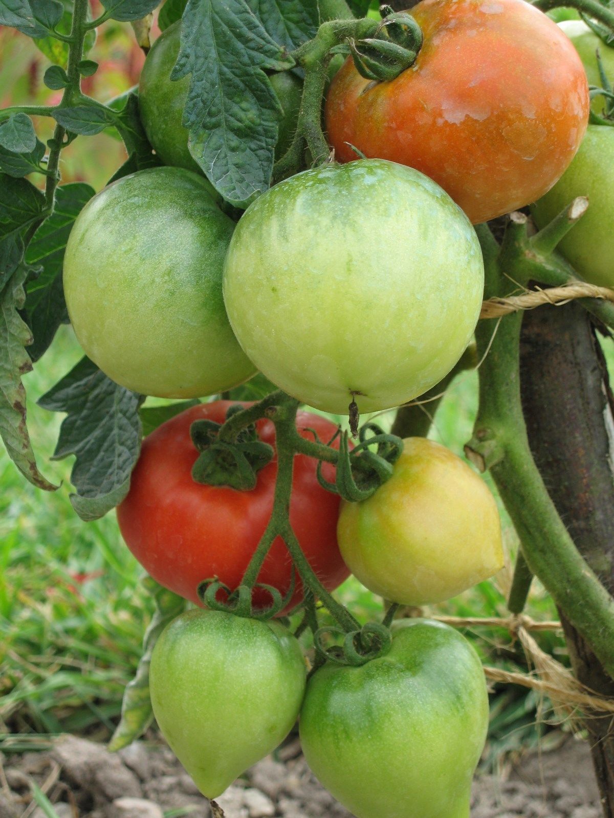 Tomato Ace 55 Vf | Tomato | Premier Seeds Direct ltd