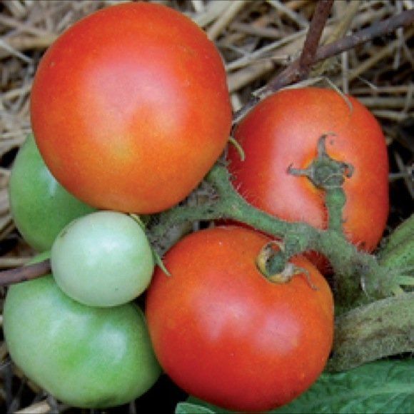 Tomato Czech Bush | Tomato | Premier Seeds Direct ltd