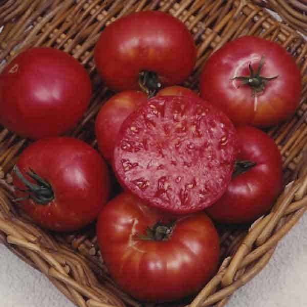 Tomato Beefsteak Mortgage Lifter Organic Organic Tomato Premier