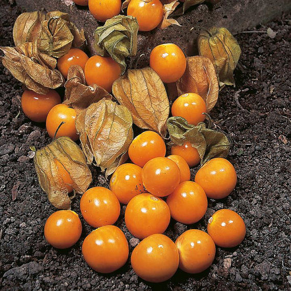 Cape Gooseberry new Vegetables Premier Seeds Direct ltd