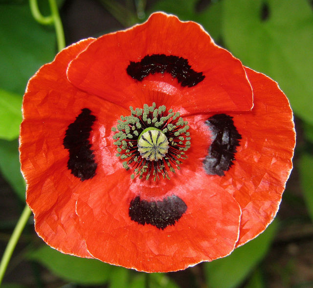 Papaver Commutatum Poppy Ladybird new Papaver Premier Seeds Direct ltd