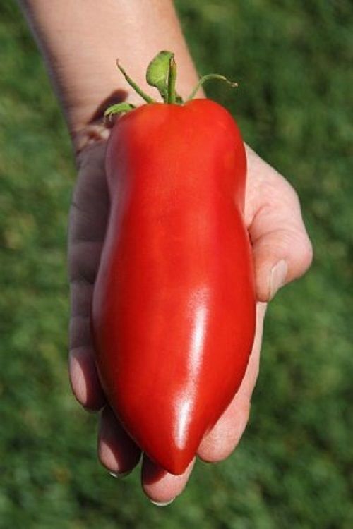 TOMATO JERSEY DEVIL TOMATO PREMIER SEEDS DIRECT LTD
