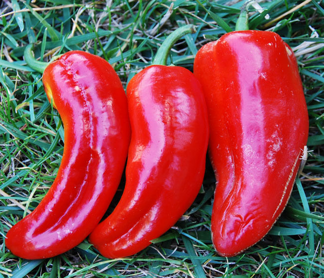 Sweet Pepper Marconi Red SWEET PEPPER PREMIER SEEDS DIRECT LTD