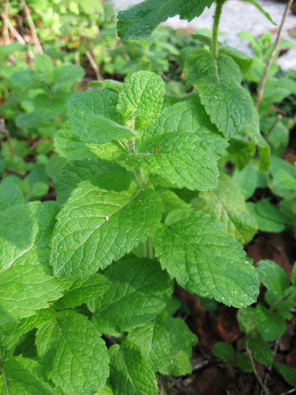 Herb Mint Egyptian Round Leaf herbs Premier Seeds Direct ltd