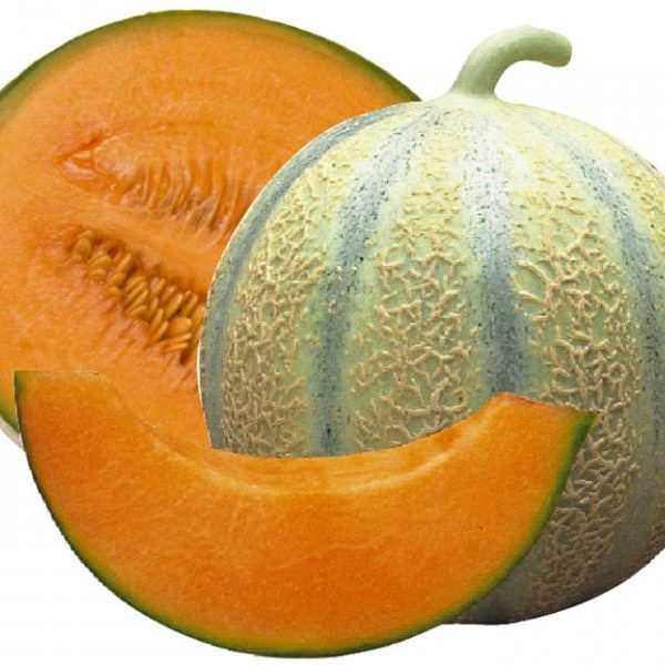 Melon Cantaloupe Di Charentais Melon Premier Seeds Direct ltd