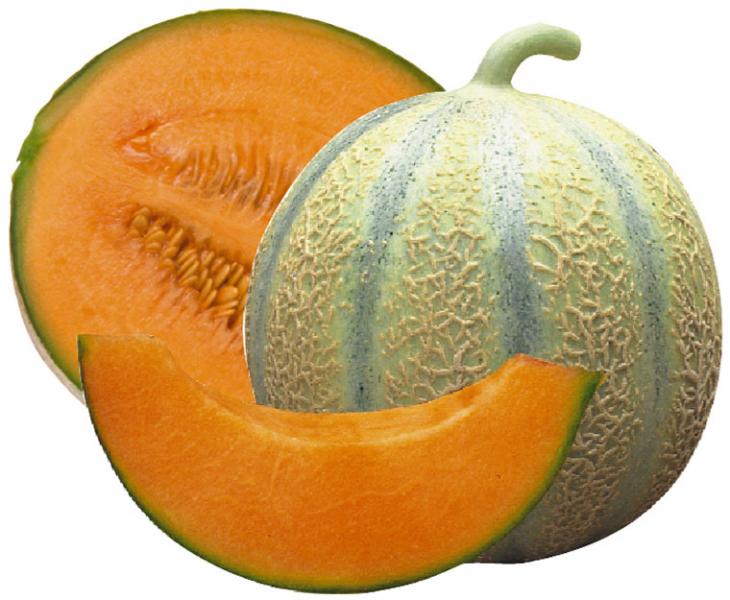 Melon Cantaloupe Di Charentais Melon Premier Seeds Direct ltd