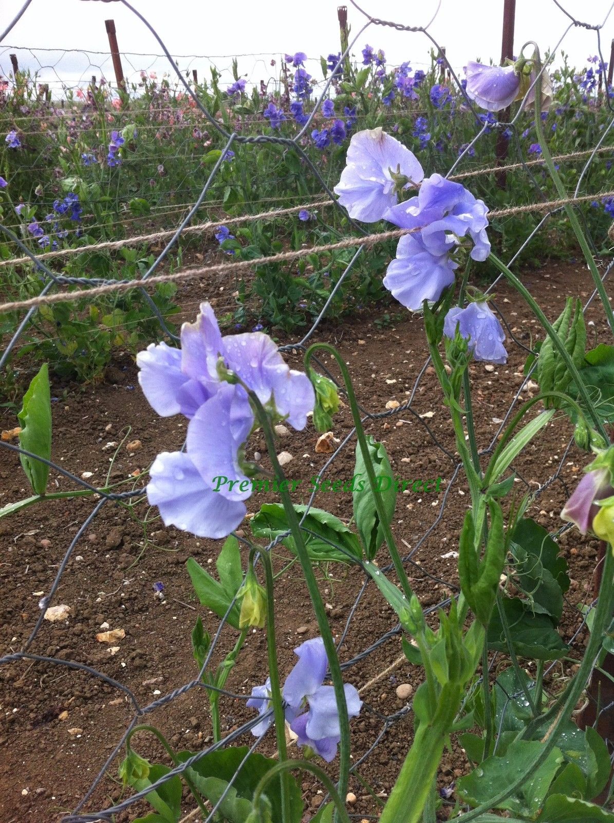 FLOWER SWEET PEA CHARLIES ANGEL Flowers Premier Seeds Direct ltd