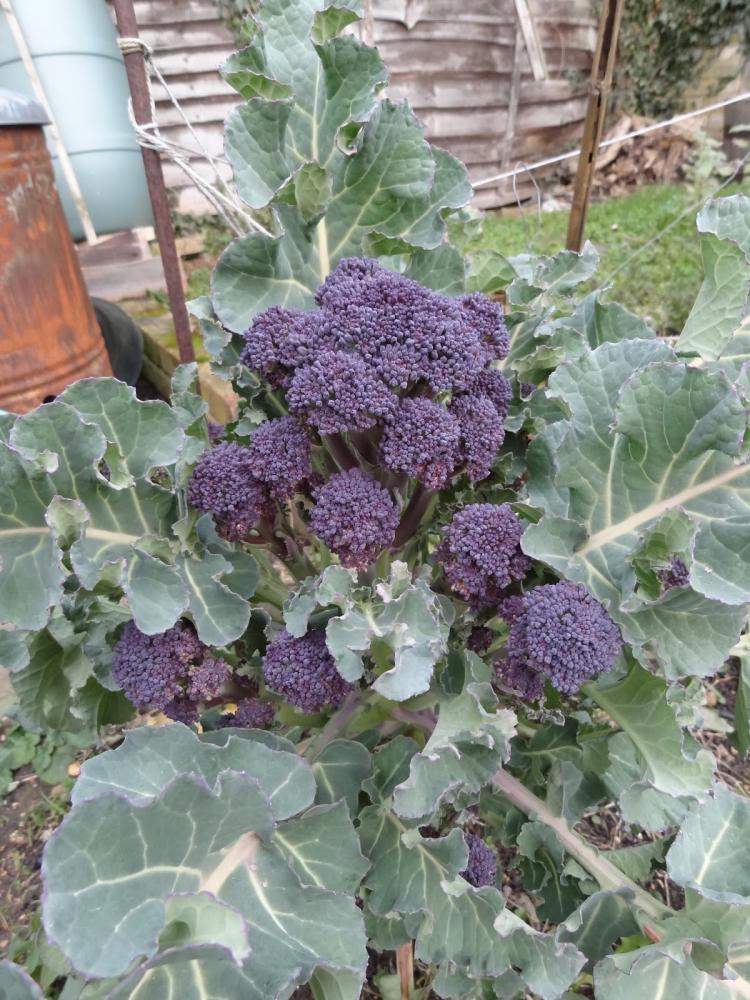 VEGETABLE BROCCOLI RUDOLPH EXTRA EARLY SPROUTING Broccoli Premier