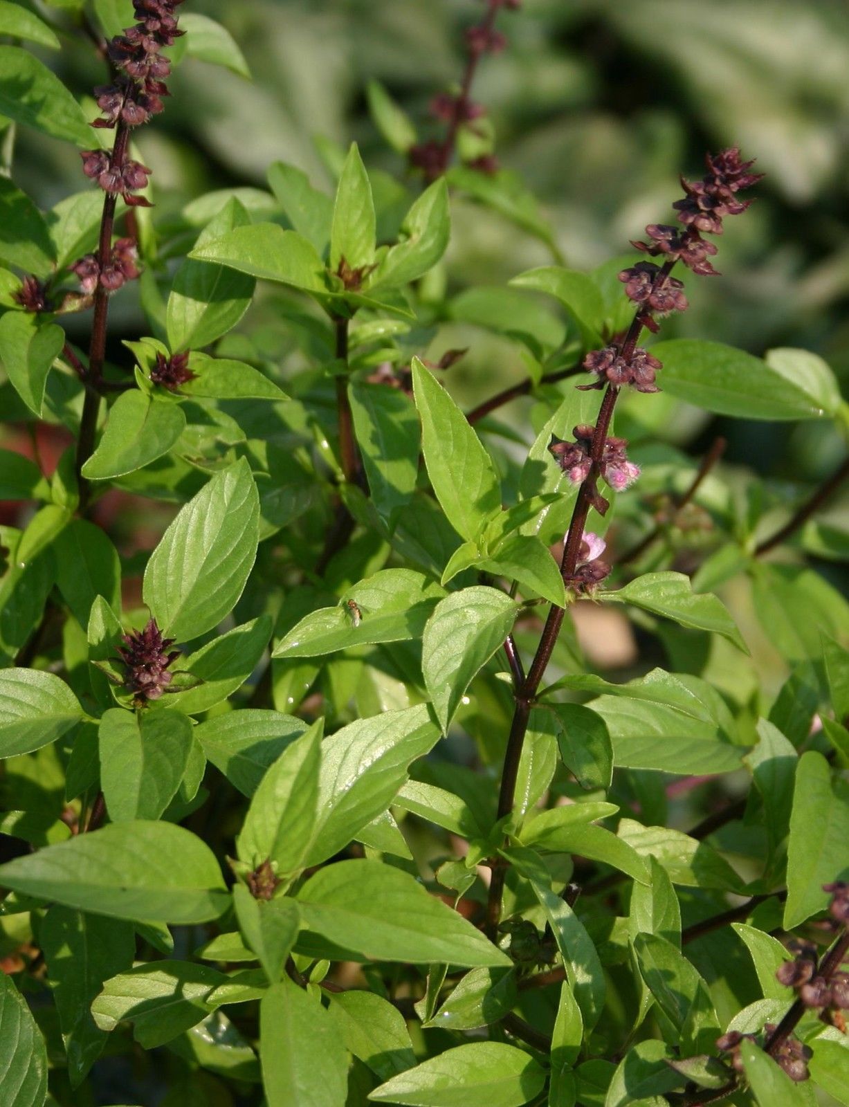 Which Herb Is Right For Your Dish? Basil Vs Bay - l8uwe24