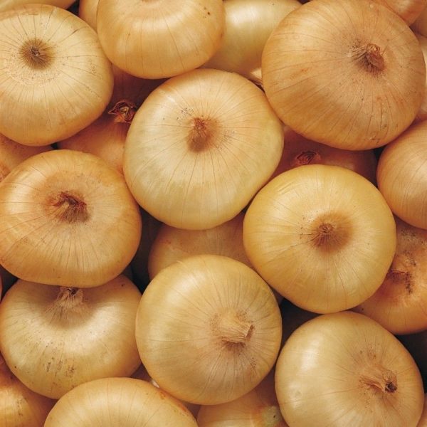 ONION ITALIAN FLAT BORETTANA Onion Premier Seeds Direct ltd