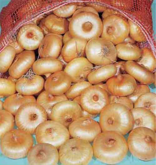 ONION ITALIAN FLAT BORETTANA Onion Premier Seeds Direct ltd