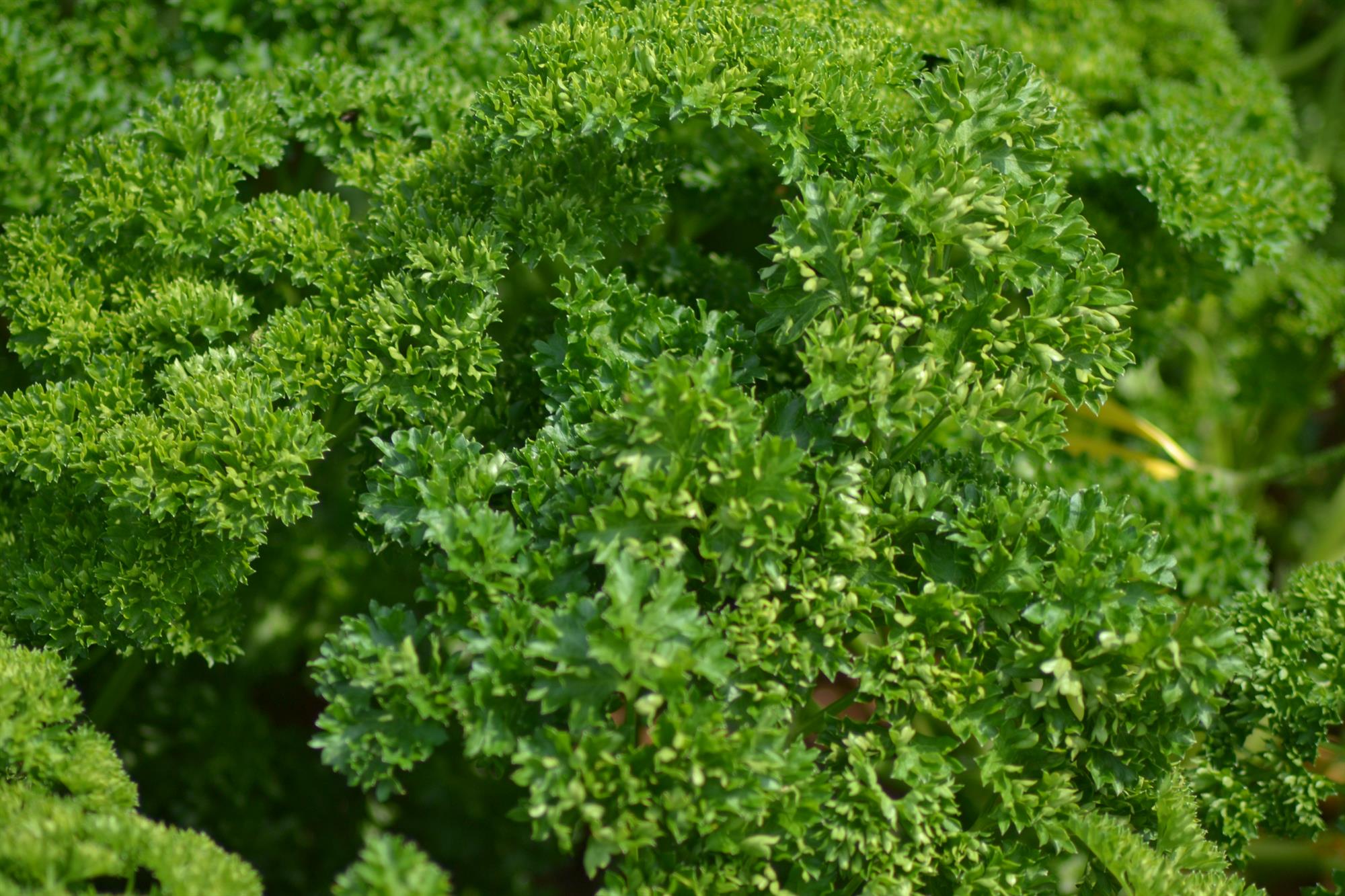 Organic Herbs Parsley Triple Moss Curled Premier Seeds Direct