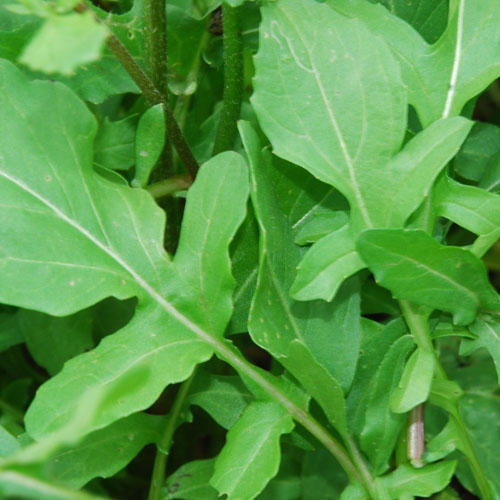 Herb Rocket Cultivated Salad HERBS Premier Seeds