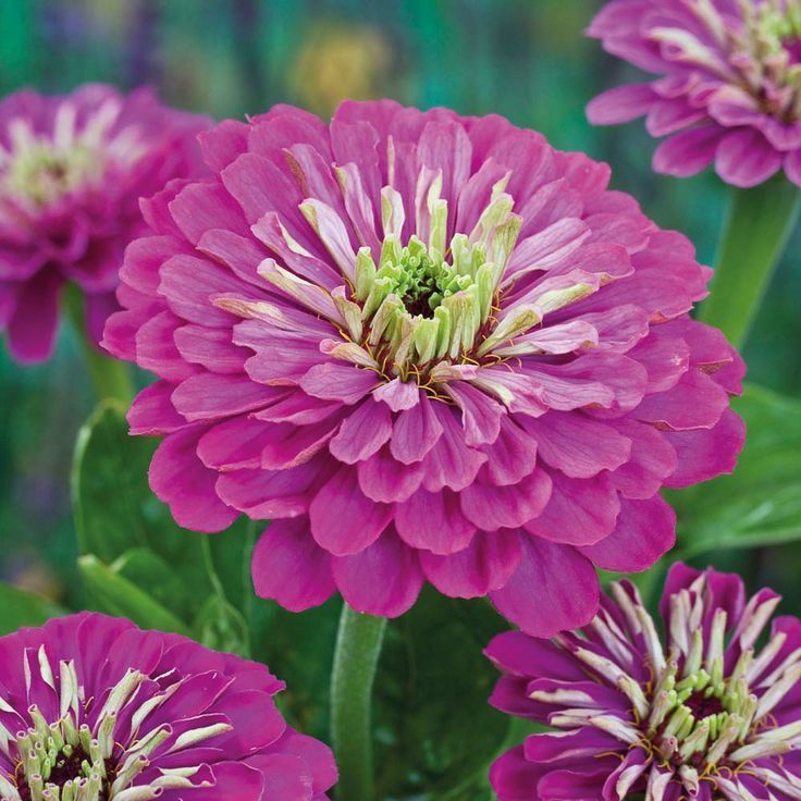 Zinnia Giant Purple Prince Premier Seeds Direct