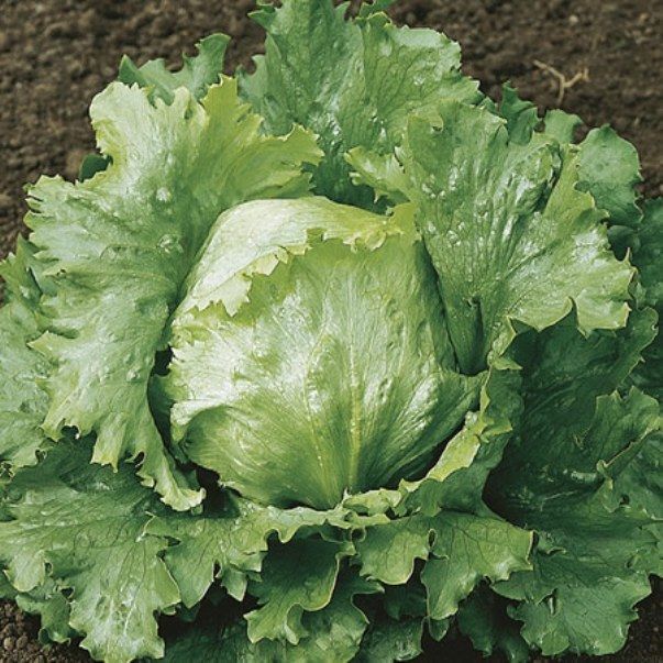 Lettuce Crisphead bs Wonderful Premier Seeds Direct