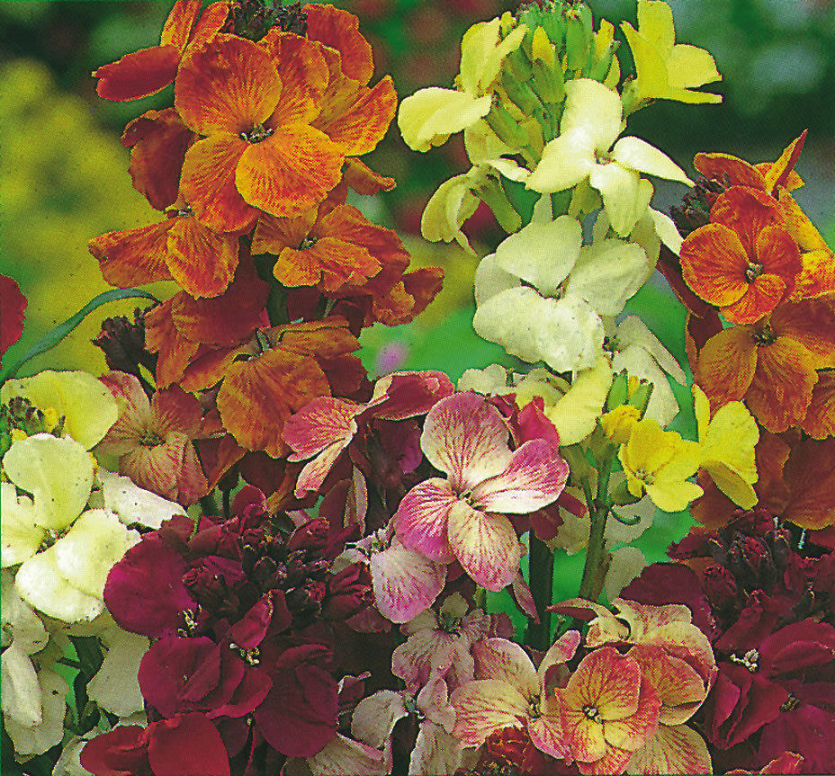 Wallflower English Fair Lady Mix Flowers Wallflower Premier Seeds