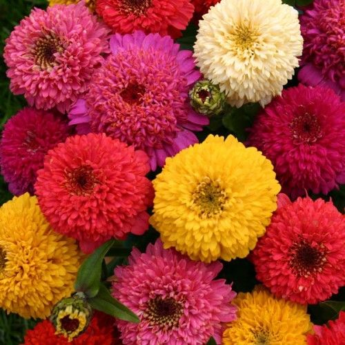 Zinnia Dahlia Mix Premier Seeds Direct