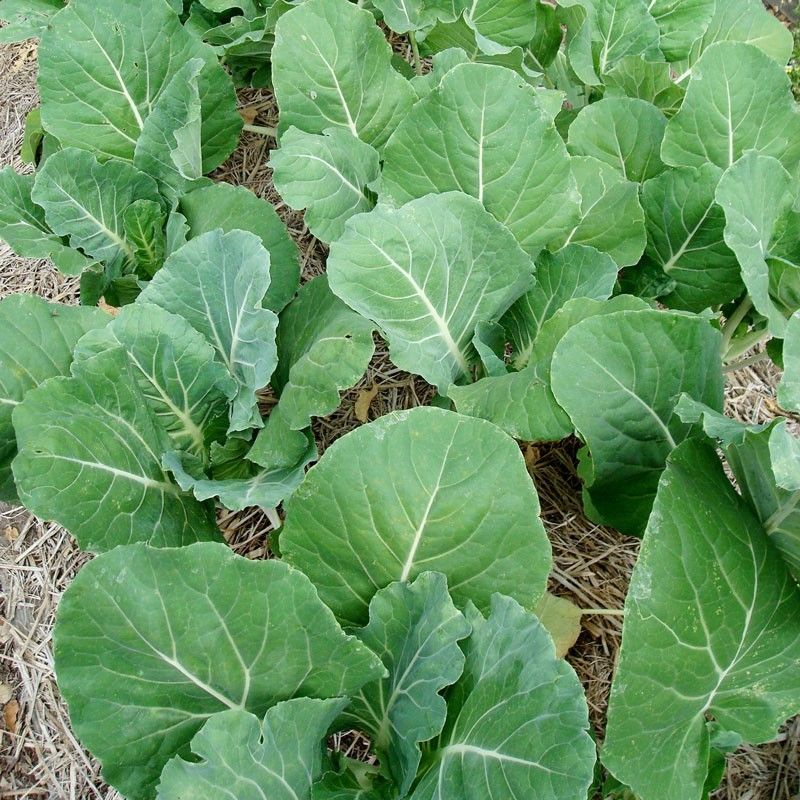 Kale Borecole Portugese Vegetables Kale Premier Seeds Direct Ltd.