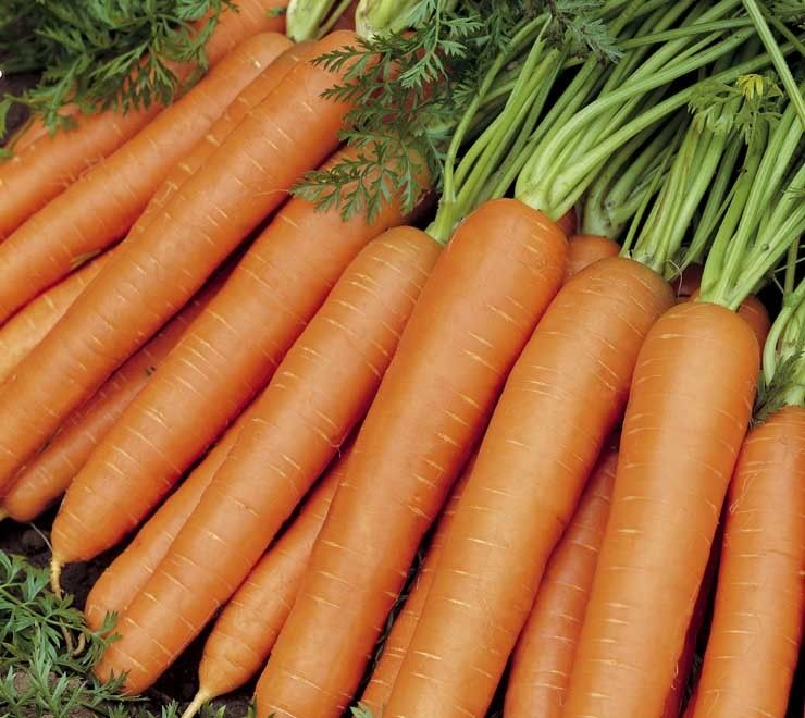 Carrot Early Nantes Organic Organic Seeds Carrot Premier Seeds
