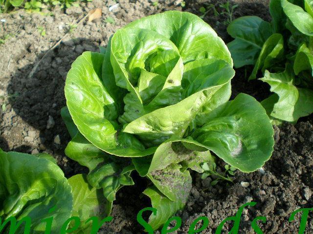 Perpetual & LO-MT3B-C3F1 Pack of 1500 Spinach 14 Gram ~ 700 Seeds Premier Seeds Direct FD-RSGO-H3H6 Lettuce Gourmet Looseleaf Cutting Mix Seeds