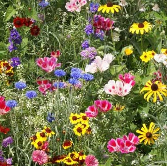 Flower Butterfly & Bee Mix Flowers Flower Mix Premier Seeds