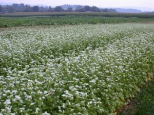 Green Manure Buckwheat Organic