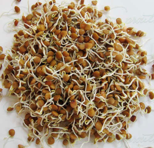 PREMIER SEEDS DIRECT Organic Sprouting Seed Mung Bean 40GM 
