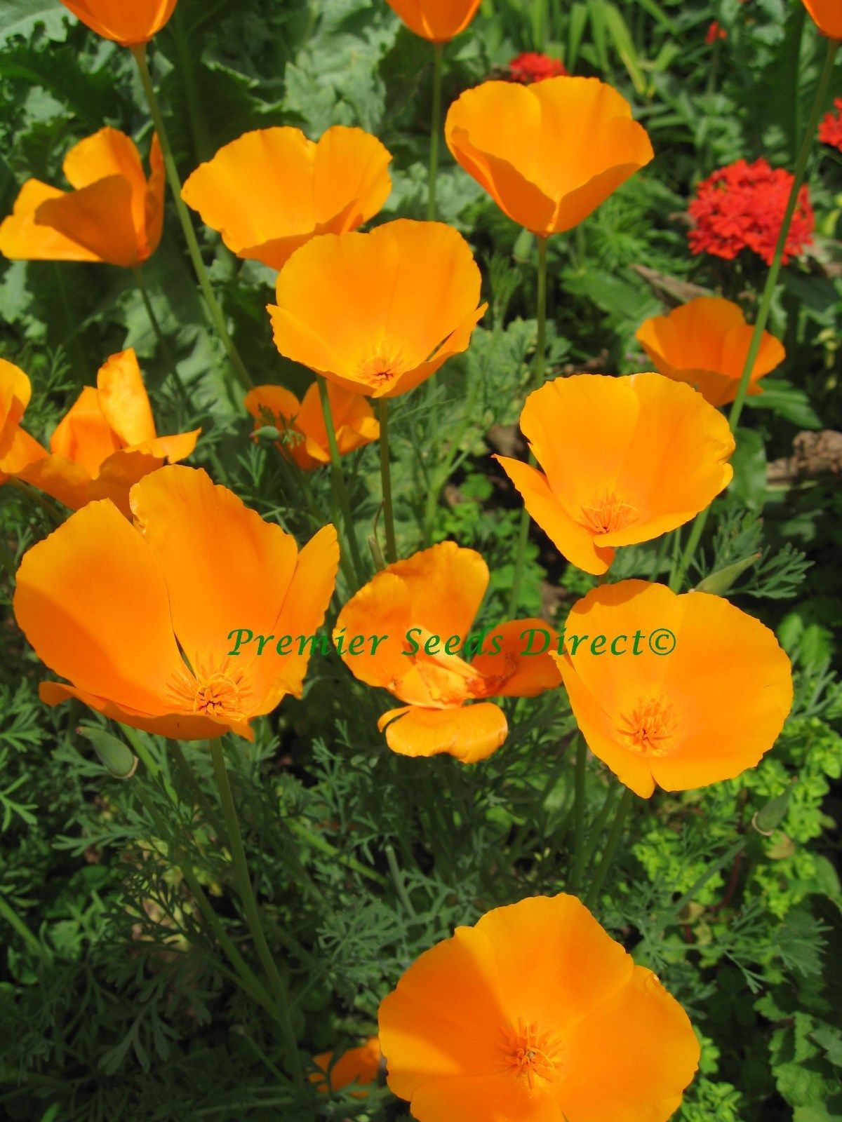 California Poppy Golden West Premier Seeds Direct