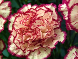 Carnation Double Striped