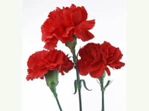 Carnation Scarlet Red