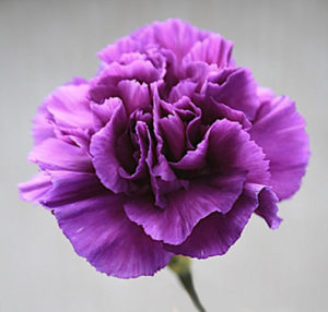 Carnation Violet