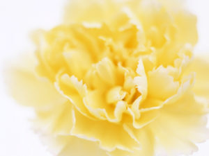 Carnation Yellow