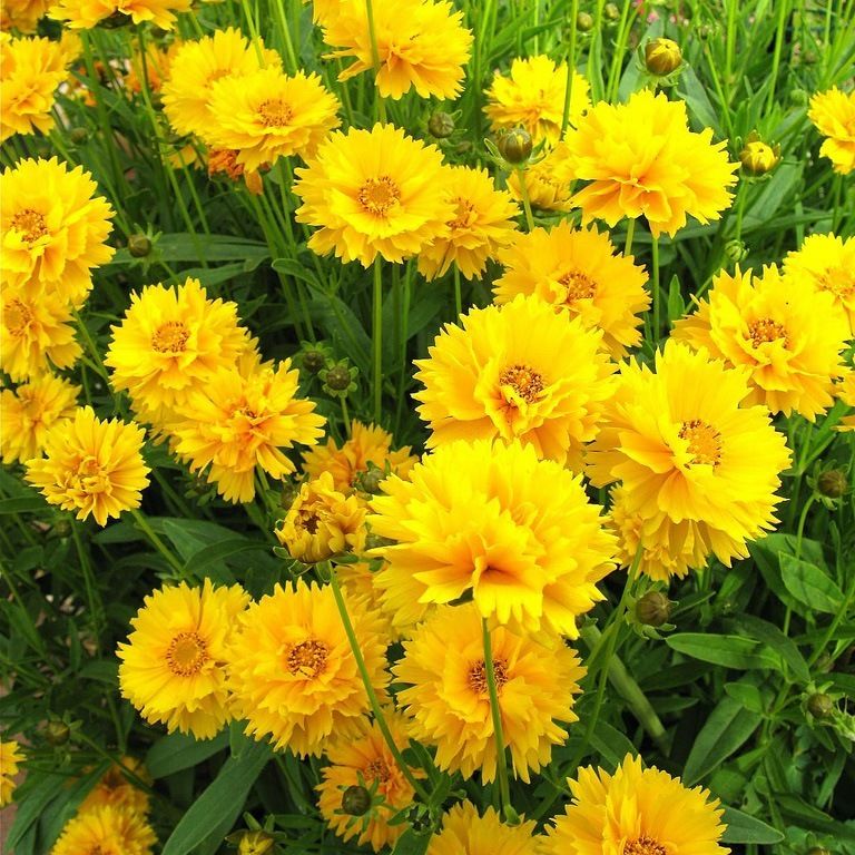 Coreopsis Early Sunrise Flowers Premier Seeds Direct ltd